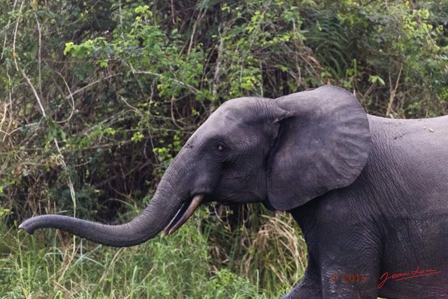 062 LOANGO 2 Akaka Riviere Rembo Ngove Nord Berge et Mammalia Proboscidea Elephant Loxodonta africana cyclotis 15E5K3IMG_106904wtmk.jpg